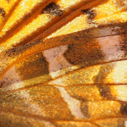 Detail křídla
